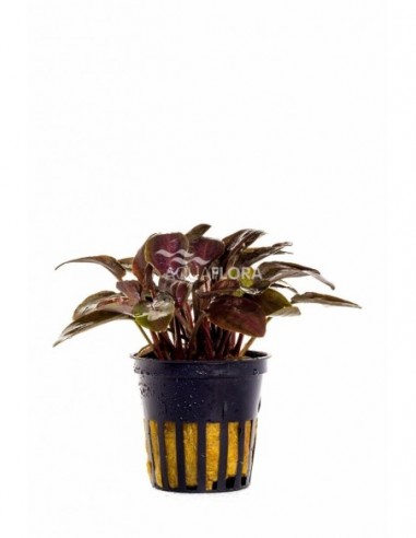 Lagenandra meeboldii 'Red'