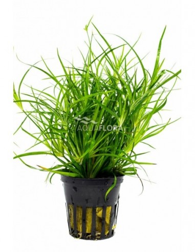 Juncus repens