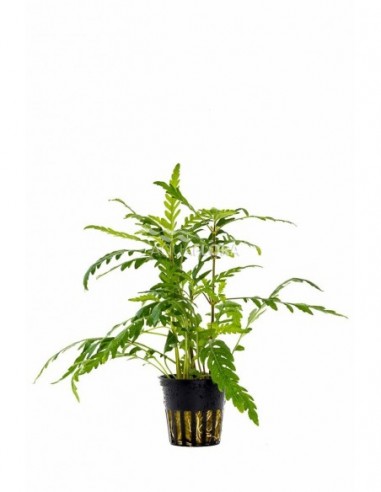Hygrophila pinnatifida