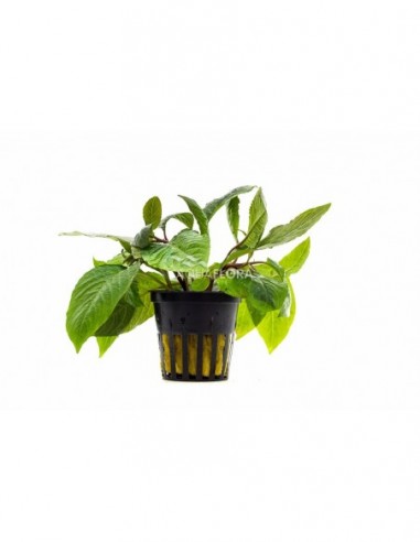 Hygrophila corymbosa Nomaphila 'Stricta'