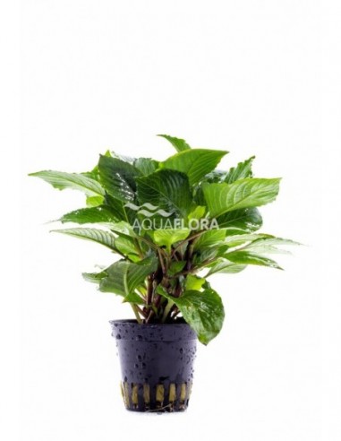 Hygrophila corymbosa 'Parvifolia Green'