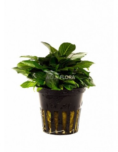 Hygrophila corymbosa 'Parvifolia'