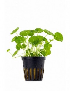 Hydrocotyle verticillata