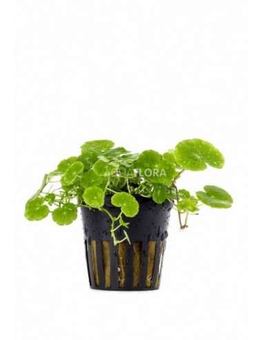 Hydrocotyle leucocephala