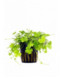 Hydrocotyle cf. tripartita...