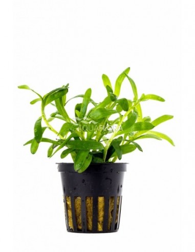 Heteranthera zosterifolia
