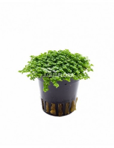 Hemianthus callitrichoides