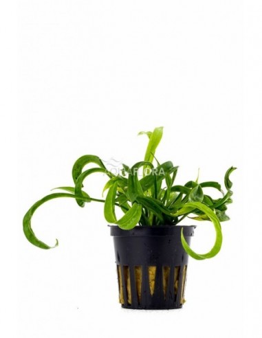 Helanthium bolivianum 'Vesuvius'