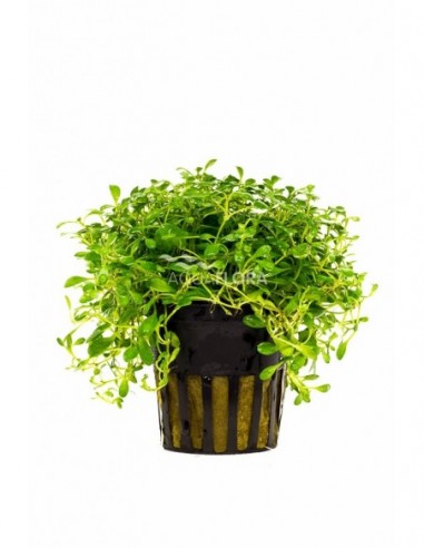 Glossostigma elatinoides