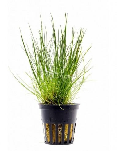 Eleocharis acicularis