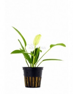 Echinodorus 'Tricolor'