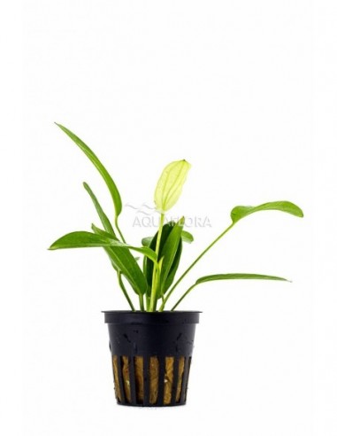 Echinodorus 'Tricolor'