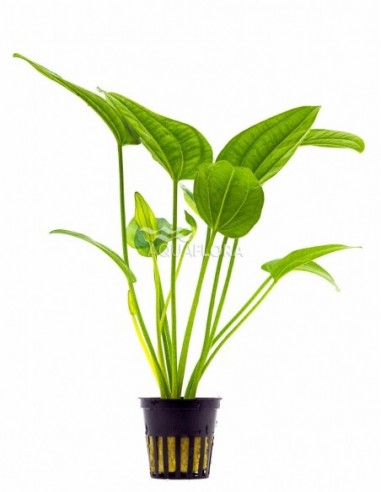 Echinodorus sp. 'Radicans'