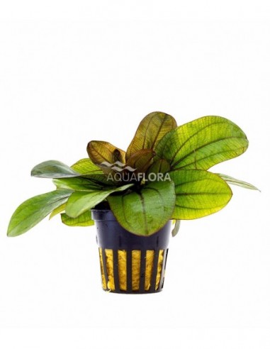 Echinodorus 'Reni'