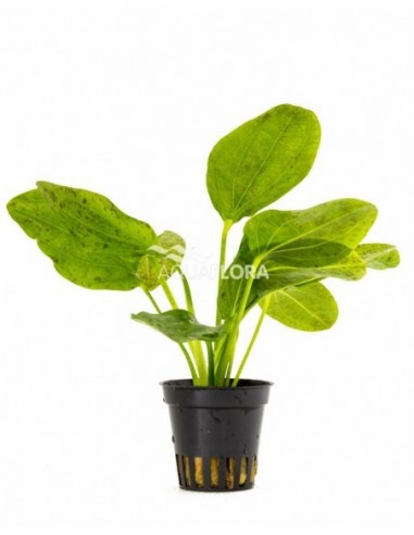 Echinodorus 'Ozelot Green'