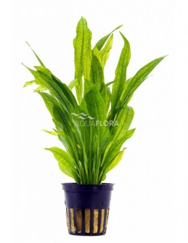 Echinodorus grisebachii 'Bleherae'