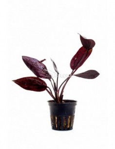 Echinodorus 'Aflame'