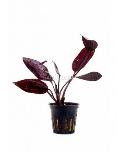 Echinodorus 'Aflame'
