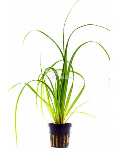 Cyperus helferi