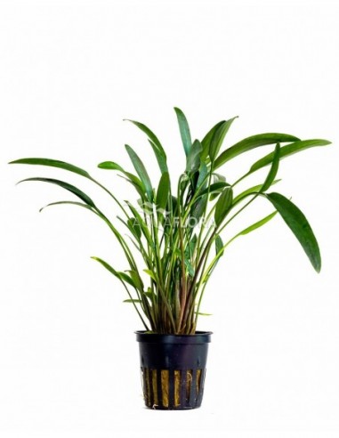 Cryptocoryne x willisii 'Nevellii'