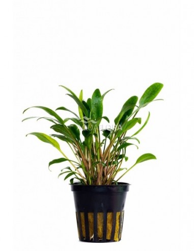 Cryptocoryne x willisii 'Lucens'