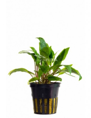 Cryptocoryne x willisii