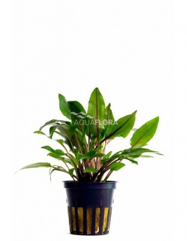 Cryptocoryne wendtii 'Green'