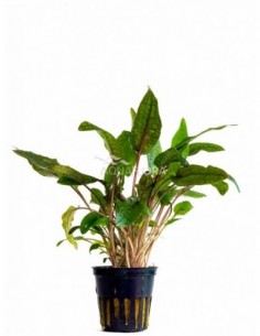 Cryptocoryne 'Tropica'