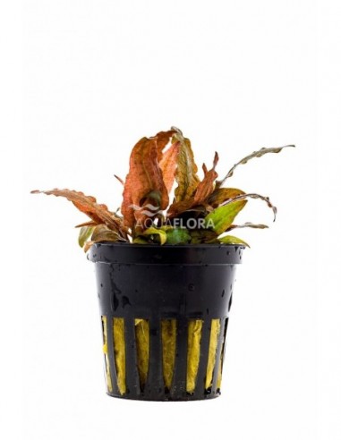 Cryptocoryne petchii 'Pink'