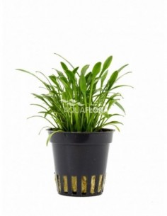 Cryptocoryne parva