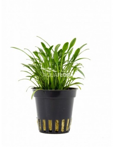 Cryptocoryne parva