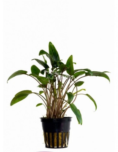 Cryptocoryne moehlmannii
