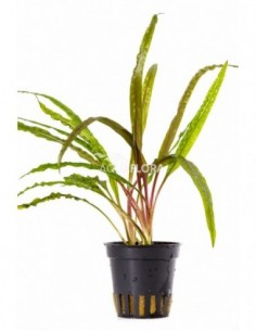 Cryptocoryne crispulata...