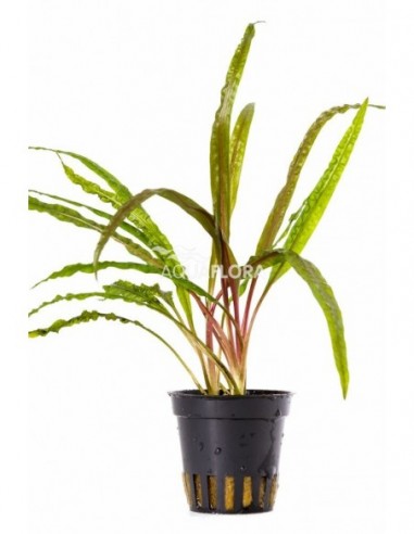Cryptocoryne crispulata var. balansae