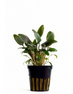 Cryptocoryne beckettii