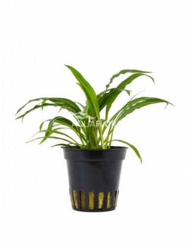 Cryptocoryne albida (costata)