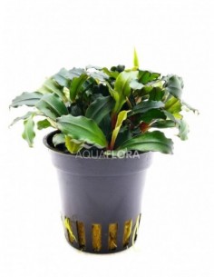 Bucephalandra 'Lamandau...