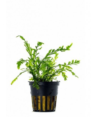Bolbitis heudelotii