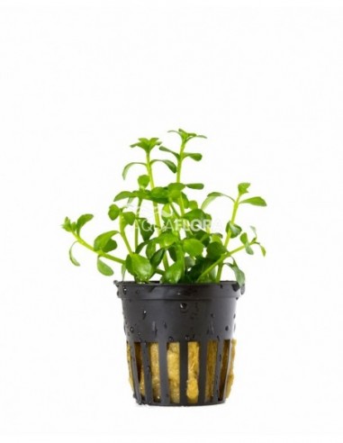 Bacopa crenata (monnieri)