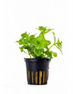Bacopa caroliniana...