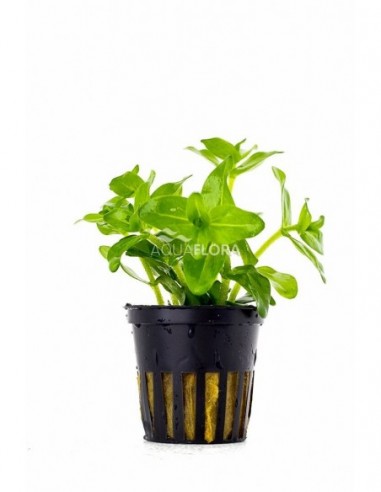 Bacopa caroliniana (amplexicaulis)