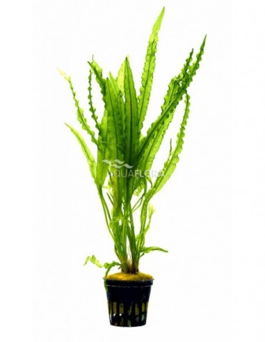 Aponogeton crispus