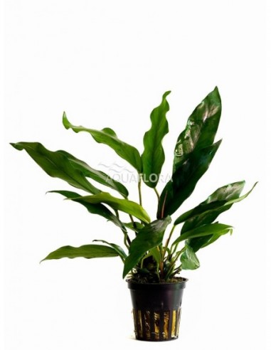 Anubias minima