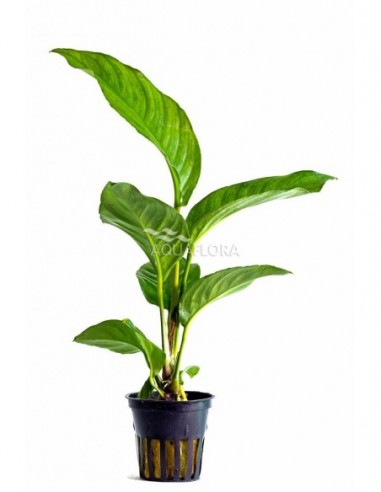 Anubias heterophylla