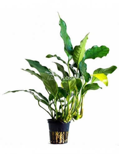 Anubias gracilis