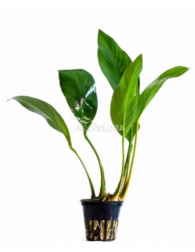 Anubias congensis