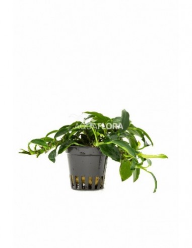 Anubias barteri var. nana 'Paxing'