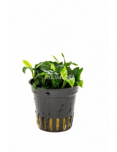 Anubias barteri var. nana 'Pangolino'