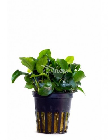 Anubias barteri var. nana 'Mini Mini'