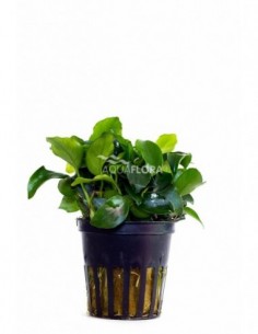 Anubias barteri var. nana...